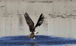 Kuş fotoğrafçıları avlanan balık kartallarını görüntüledi