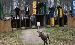 Kuzuyayla'nın GPS'li geyikleri