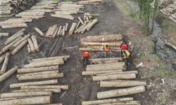 Orman ürünü ihracatı geçen yılı geçti