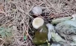 Ormanlık alanda çöp yığınları