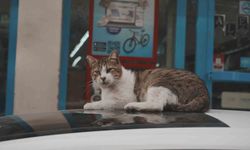 Sokak kedilerinin market mesaisi