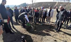 Yanan orman yeniden yeşeriyor