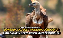 Dünyada sadece 3 noktada görülüyor: Akbabaların nefes kesen yiyecek döngüsü