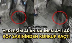 Yerleşim alanına inen ayılar köy sakininden korkup kaçtı