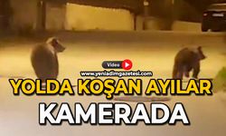 Yolda koşan ayılar kamerada