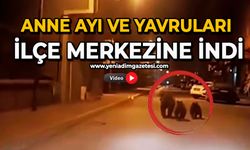 Anne ayı ve yavruları ilçe merkezine indi