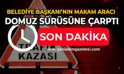 Belediye Başkanı’nın makam aracı domuz sürüsüne çarptı