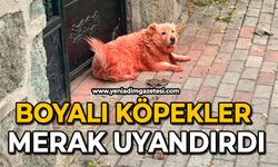 Boyalı köpekler merak uyandırdı