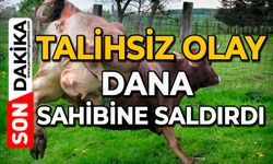 Talihsiz olay: Dana sahibine saldırdı