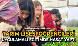 Tarım Lisesi öğrencileri, uygulamalı eğitimde hasat yaptı