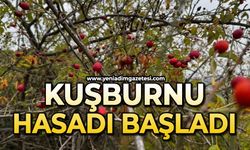 Kuşburnu hasadı başladı