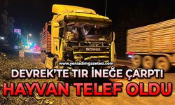 Devrek’te tır ineğe çarptı: Hayvan telef oldu