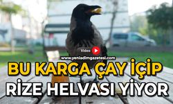 Bu karga çay içip Rize helvası yiyor