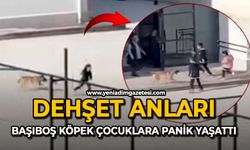 Dehşet anları: Okula giren başıboş köpek çocuklara panik yaşattı