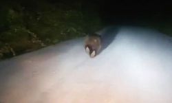 Yolda koşan ayı gülümsetti
