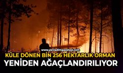 Küle dönen bin 256 hektarlık orman yeniden ağaçlandırılıyor