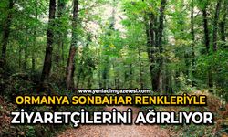 Ormanya sonbahar renkleriyle ziyaretçilerini ağırlıyor