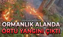 Ormanlık alanda örtü yangını