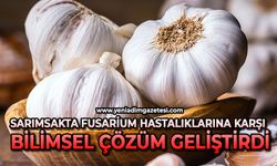Sarımsakta Fusarium hastalıklarına karşı bilimsel çözüm geliştirdi