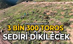 3 bin 300 Toros sediri dikilecek