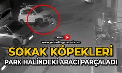 Sokak köpekleri park halindeki aracı parçaladı: O anlar kamerada