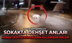 Sokakta dehşet anları: Korna sesiyle köpeklerin saldırısını önledi