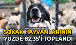 Sokak hayvanlarının yüzde 82,35’i toplandı