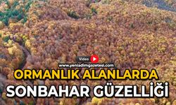 Ormanlık alanlarda sonbahar güzelliği