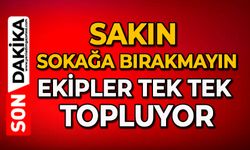 Sakın sokağa bırakmayın: Ekipler tek tek topluyor