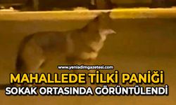 Mahallede tilki paniği: Sokak ortasında görüntülendi