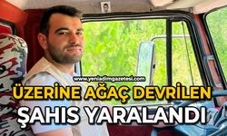 Üzerine ağaç devrilen şahıs yaralandı