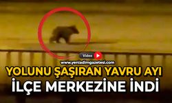 Yolunu şaşıran yavru ayı ilçe merkezine indi
