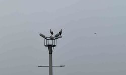 Leylek dronla görüntülendi