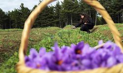 Safran, sarımsak ve kırmızı bibere bilimsel güvence