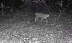 Vaşak ve yavrusu ile kurt, fotokapana yansıdı