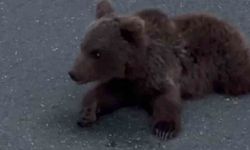 Kara yolundaki yaralı yavru ayı DKMP'ya teslim edildi