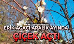 Erik ağacı Aralık ayında çiçek açtı