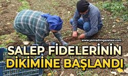 Salep fidelerinin dikimine başlandı