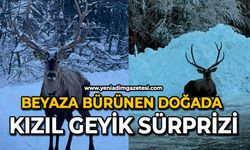 Beyaza bürünen doğada kızıl geyik sürprizi