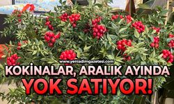 Kokinalar Aralık ayında yok satıyor