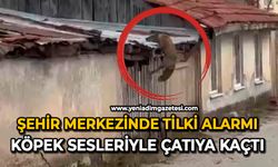 Şehir merkezinde tilki alarmı: Köpek sesleriyle çatıya kaçtı