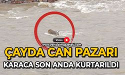 Çayda can pazarı: Karaca son anda kurtarıldı