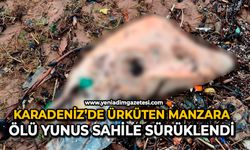 Karadeniz’de ürküten manzara: Ölü yunus sahile sürüklendi