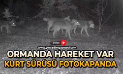 Ormanda hareket var: Kurt sürüsü fotokapanda
