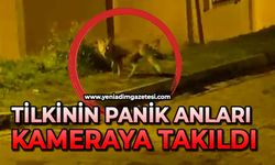 Tilkinin panik anları kameraya takıldı