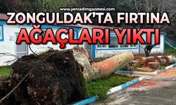 Zonguldak'ta fırtına ağaçları yıktı