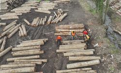 23 bin 391,39 ton orman ürünü ihraç edildi