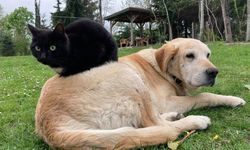 Bin 574,395 ton kedi köpek maması ihraç edildi