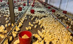 Kümes yangını korkuttu