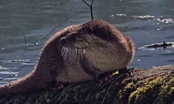 Nesli tükenmekte olan su samuru görüntülendi